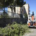alberi_scuola2