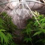 serra marijuana