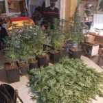 serra marijuana 2