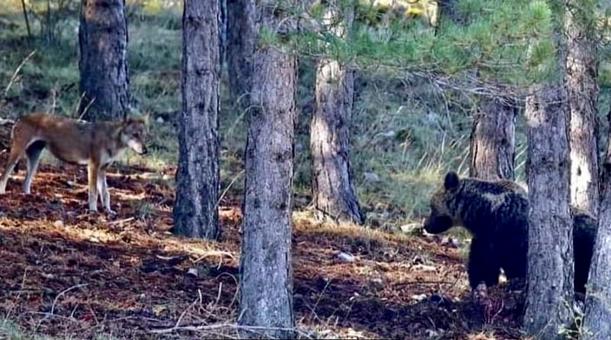 Lupo Spavaldo e Orso Amarena