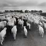 images-7