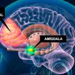 Immagine 1 x La Mèta Salute e Ben. di L. Mendittocortex-prefrontal-amigdala