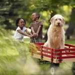 Foto Cane per post 53 labradoodle-resized-56a7a31a3df78cf77297c7e9