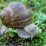CIAMMARICA