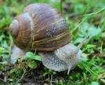 CIAMMARICA