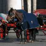 4) CARROZZELLA E CAVALLO