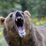 Foto Orso x Consumatori