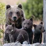Foto Editoriale 120 orsa Amarena con cuccioli