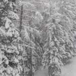 Foto limite 146 Cortina bosco innevato