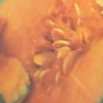 Zucca gialla 159