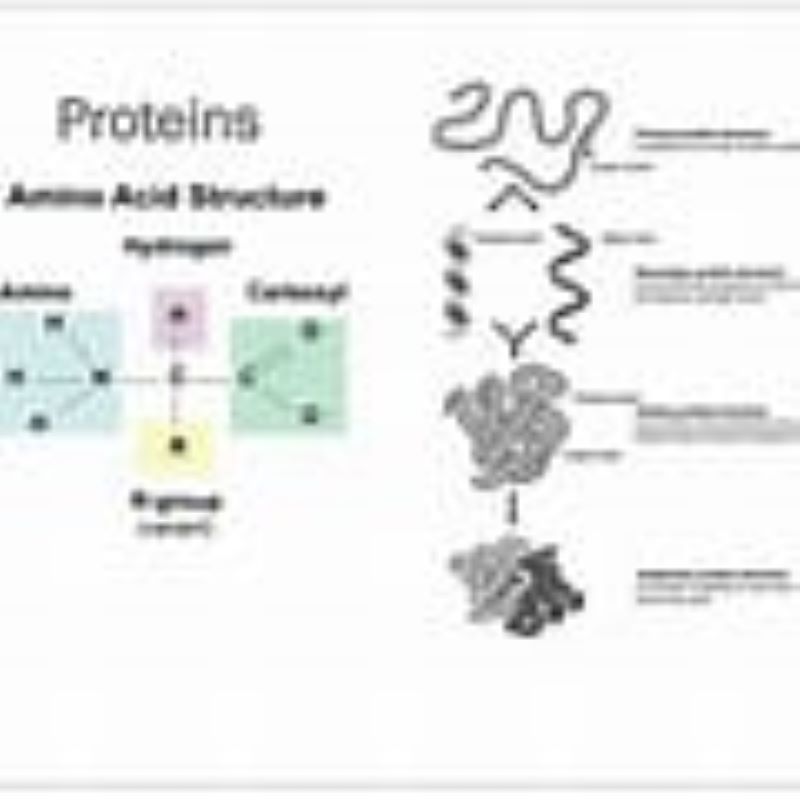 Proteine x 179