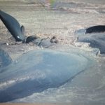Balene spiaggiate 192