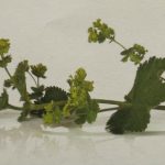 foto 1 alchemilla