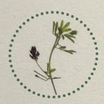 foto 1 Erba Medica
