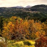 Castagne castagneto 217