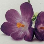 foto 2 n. 218 del 5 ottobre 2025 la potenza cromatica di un fiore