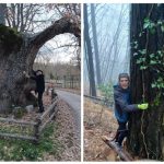 Collage Abbraccio all’albero 238 WhatsApp Image 2026-01-25 at 16.54.52
