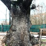 Quercia di Donato WhatsApp Image 2026-01-18 at 16.16.04