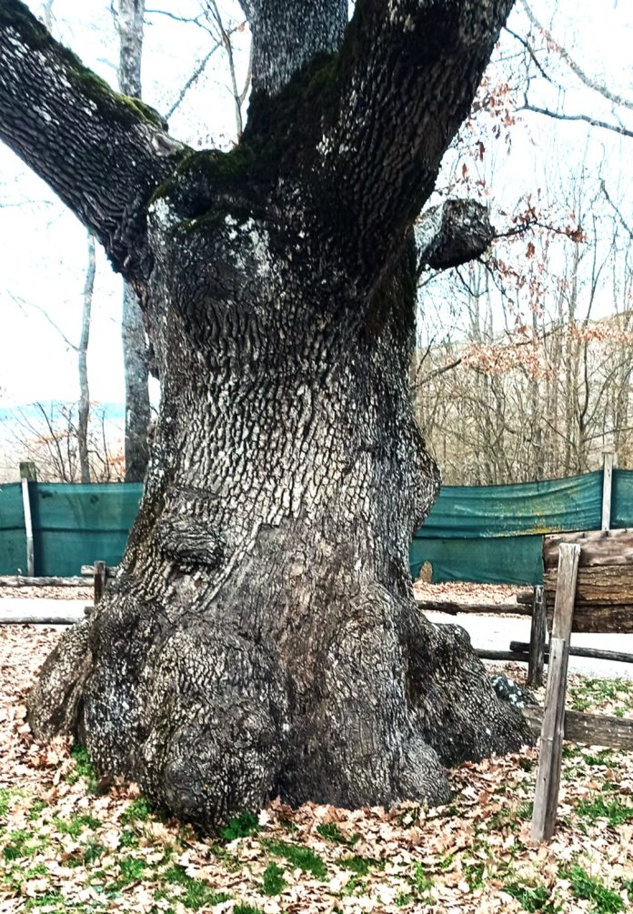 Quercia di Donato WhatsApp Image 2026-01-18 at 16.16.04
