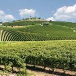 Foto vigneti attualità 238