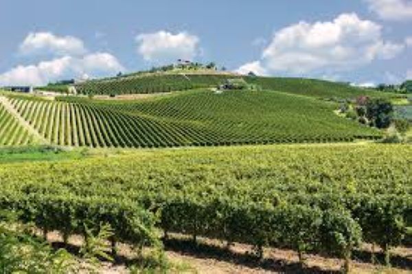 Foto vigneti attualità 238