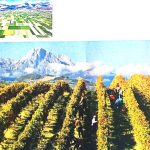 Foto Viti Trentino e Fucino 238