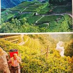 Vendemmia in Trentino 239
