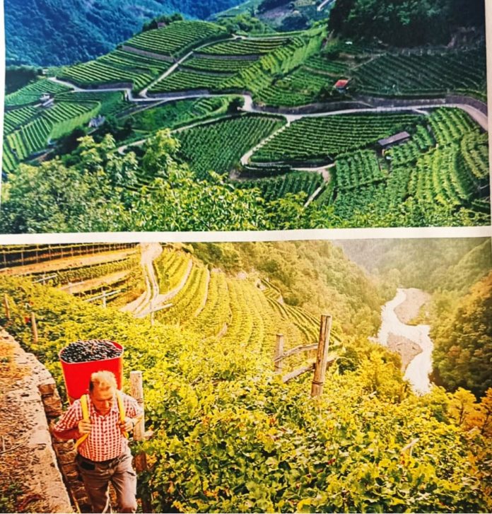 Vendemmia in Trentino 239